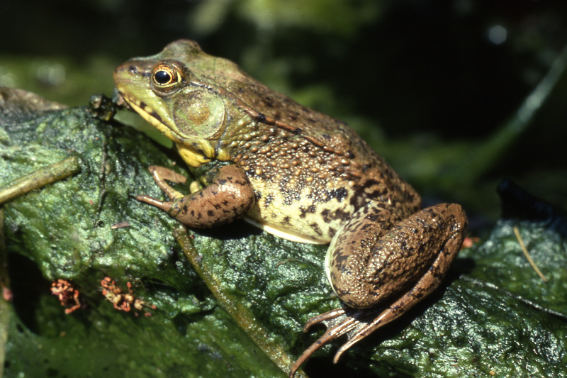 Green frog (Lithobates clamitans). Green frog (Lithobates clamitans). Credit: Jack Ray